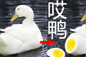 “哎鸭”表情包是怎么来的？ps小当家：00后的脑洞简直突破天际视频封面