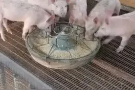 养好猪，解决漏粪问题是一个难点，分享给大家一个漏粪方法参考图片