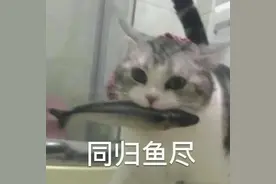 表情｜同归于尽，终究还是错付了图片