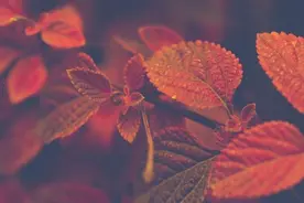 人生，有一种情怀叫深秋图片