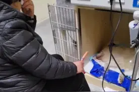 太原：主人与即将离世的狗狗道别，手里一直拿着它最爱的香肠图片