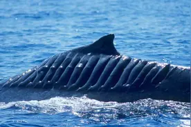 航母螺旋桨等于海洋绞肉机？这些海洋生物的伤口触目惊心图片