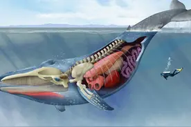 地球上至今还活着的最大生物是什么？无法遏制，它仍在不断狂长图片