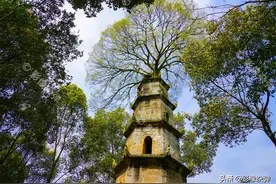 湖南的千古奇塔，雷击后塔顶长出一棵大树，解开秘密后村民很意外图片
