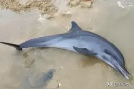 警民合力！搁浅海豚获救后，再三向人们点头致谢图片