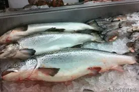 这5种鱼！市场最好卖纯野生，营养高还便宜，肉质鲜嫩图片