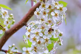 美到屏住呼吸！肇庆赏花指南来了！这片花海还美到上了央视……图片