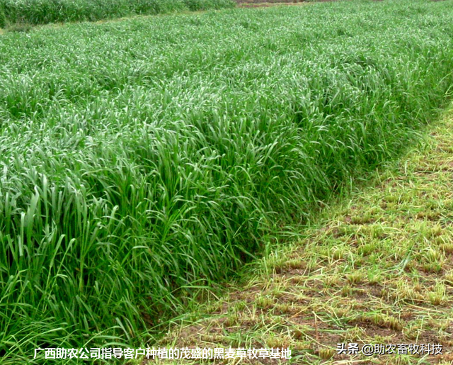 南方养猪种植什么牧草好？猪场为什么推荐种植牧草？