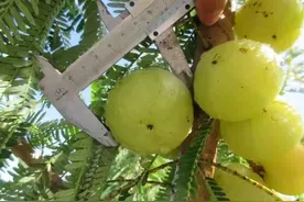 论油柑的功效，潮汕人都懂图片