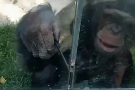 这只大猩猩“成精”了！随身自备吸管，见人就要奶喝！你永远不知道它藏了几根吸管图片