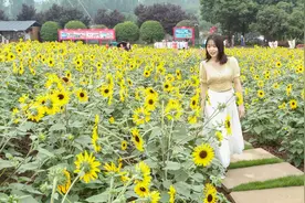 仲夏时节，去成都漫花庄园感受向日葵的魅力图片