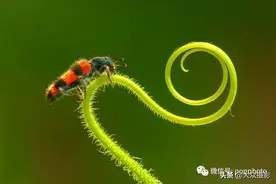 8个技巧拍好虫图片
