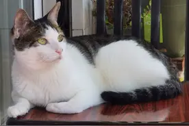 有人说，狗和猫是我们上辈子的小情人图片