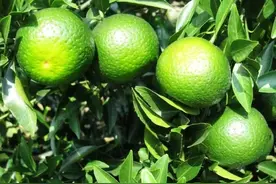 怎样的小青柑才算是正宗的，新会的小青柑滋味如何？图片