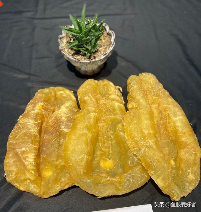 鱼胶大的好还是小的好 2026年鱼胶大的好还是小的好一点