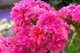 长寿花根部黑腐了怎么抢救啊？夏季到底怎么养长寿花图片