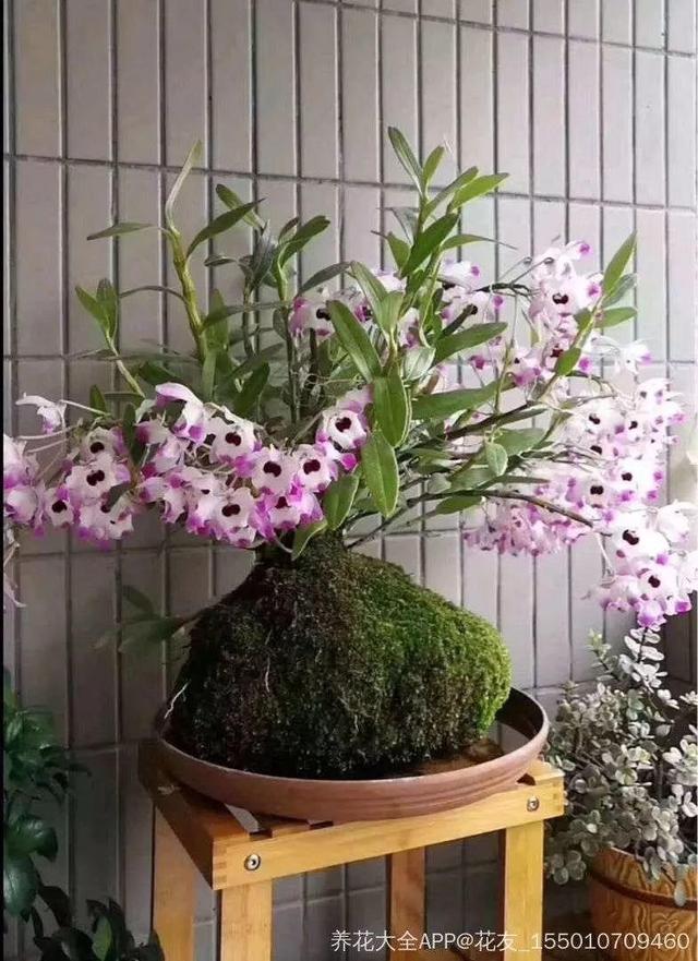 贝拉小蜜蜂草本身体乳