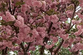 人间四月天，春暖花开。图片