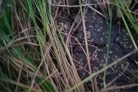 东北秋收在望，预防野鸭，确保万无一失图片