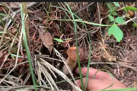 云南深山常见的几种野生菌图片