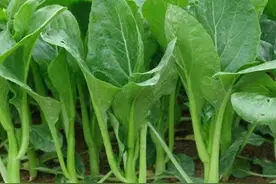秋季如何种好菜心？把握这3个阶段3种方法，不仅增产品质也好图片