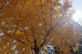 南京航空航天大学金城学院图片