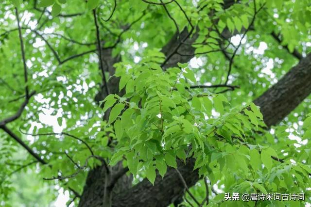 古诗词里的小暑节气