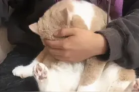 太伤自尊了，一只猫怎么可以被这样侮辱图片