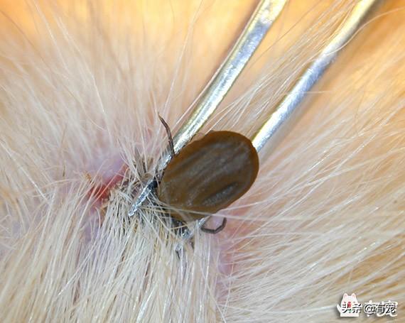 狗狗有跳蚤蜱虫很烦人,定期驱虫即可,但如何正确使用驱虫药?