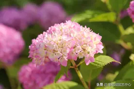 无尽夏丨绣球中的经典款，花量丰富，颜色可调，入坑首选图片