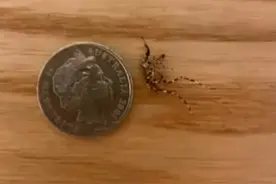 澳洲硬币大小的巨型蚊子迅速增长，无法治愈的病毒在爆发边缘图片