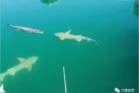 澳大利亚一条咸水鳄遇到两条鲨鱼，鲨鱼不断靠近，鳄鱼却不动不躲图片