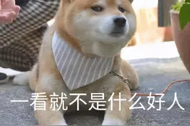 表情包｜一看就不是什么好人图片