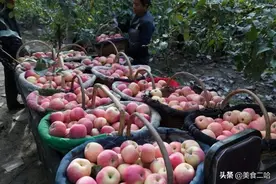 拼多多买的阿克苏苹果，便宜果然是有原因的，背后有这样的故事图片