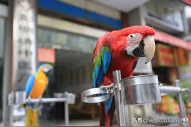 4种带标识鹦鹉：费氏牡丹、小太阳、和尚、紫腹吸蜜，品种介绍图片