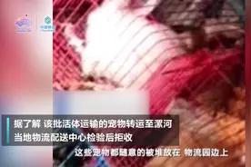 河南物流园“宠物滞留死亡”有韵达快递单  韵达称：快递单系假冒视频封面