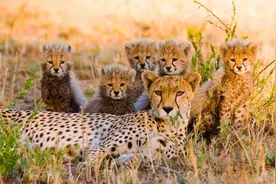 从猫咪去爪术推测杭州出逃豹伤情，后果可能远比人们想象得严重图片