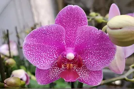 蝴蝶兰的根正常，花梗带花苞，叶子全掉光，能救活吗？图片