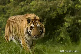 300斤东北虎被边检民警吓跑2次！深山遇猛虎，3招叫老虎乖乖回家图片