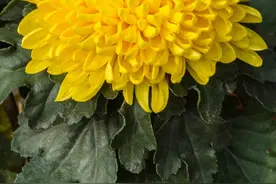 何日的黄花？图片