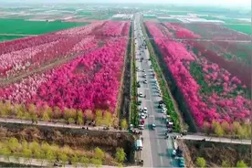 德州禹城：5公里樱花大道进入“赏花期”图片