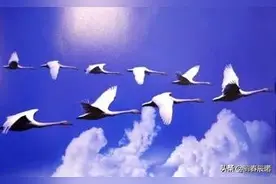 藏头小诗／南雁北归图片