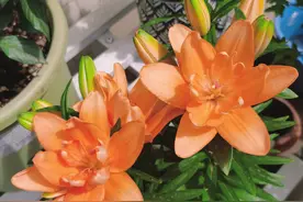 如何养亚洲百合花？记住3点，花苞多易复花，皮实耐寒很漂亮图片
