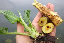 农村一种植物，人称“野菠菜”，牛羊不吃，根含“黄金”价值大图片