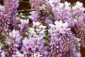 我们一起看春光(19) | 武汉花世界，150种花卉芬芳了四季图片