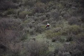 曾经贵比黄金，如今跌下神坛，采摘者痛哭流涕图片