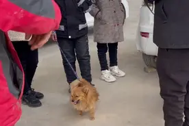 陕西：100块！父母不顾孩子痛哭卖狗，狗贩：孩子不想卖，我还他图片