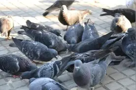 你知道犹太人“卖鸽子”思维吗？图片