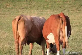 简单几步：如何准确算出母牛预产期！图片