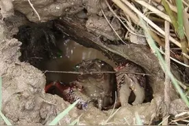 稻田繁育小龙虾苗上水时间很重要，错过机会想出早苗很困难图片